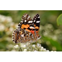 Australian painted lady feeding