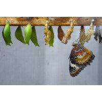 Butterfly and Chrysalises