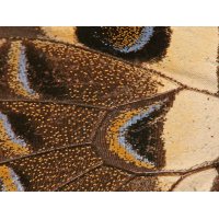 Butterfly Wing close-up