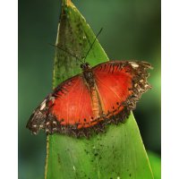 Leopard Lacewing Cethosia cyane 2