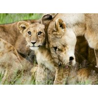 Lion cub with mother