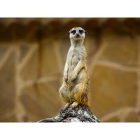 Meerkat At the zoo Novosibirsk Siberia