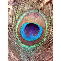 Peacock Feather Close Up